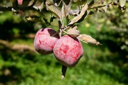 Немытые фрукты - причина появления глистов