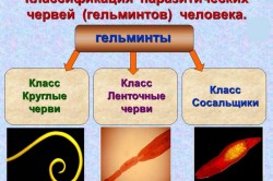 Классификация паразитических червей