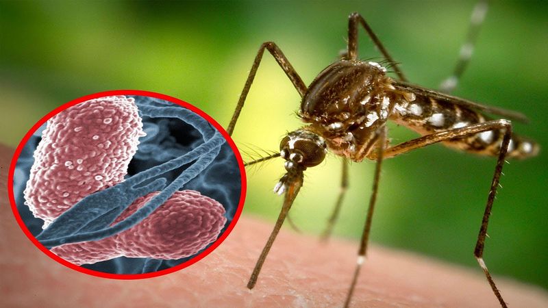 Почему опасен малярийный комар? 
