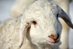Одновременный выпаск телят с овцами - причина заражения глистами