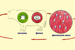 Схема цикла развития бычьего цепня