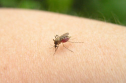 Заражение дирофилярией через укус комара