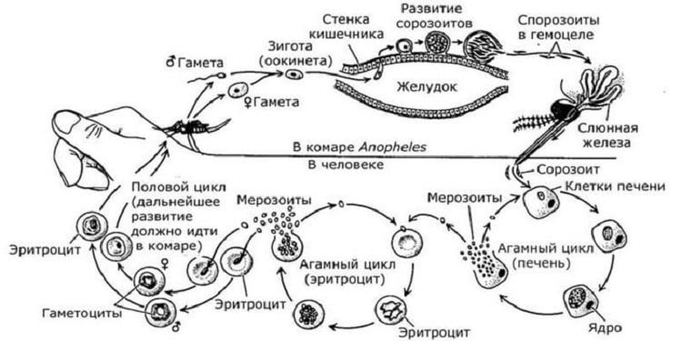Жизненный цикл малярийного плазмодия, симптомы и лечение 