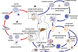 Цикл развития малярийного плазмодия